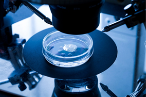 IVF embryos almost used in “nightmarish” medical experiments are granted reprieve 